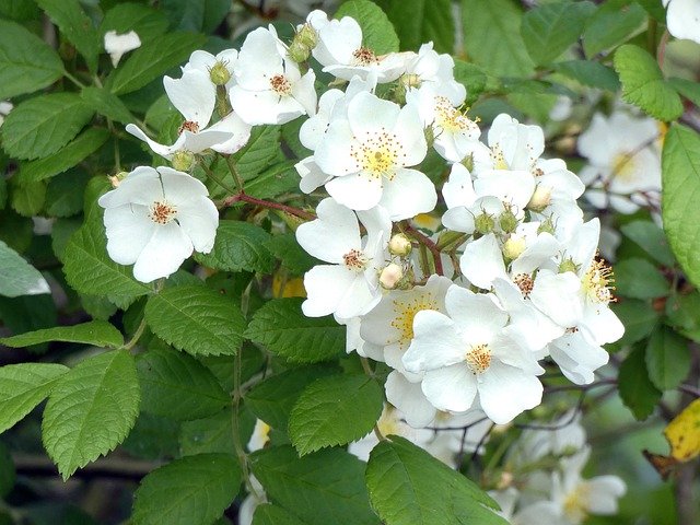 Free download Patch Of Brambles White Flowers -  free photo or picture to be edited with GIMP online image editor