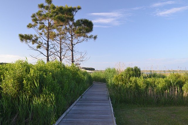 הורדה חינם Path Beach Nature - תמונה או תמונה בחינם לעריכה עם עורך התמונות המקוון GIMP