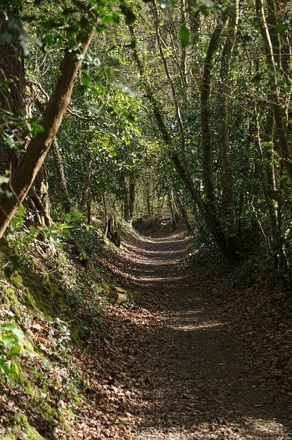 Free download Path Forest Close -  free photo or picture to be edited with GIMP online image editor