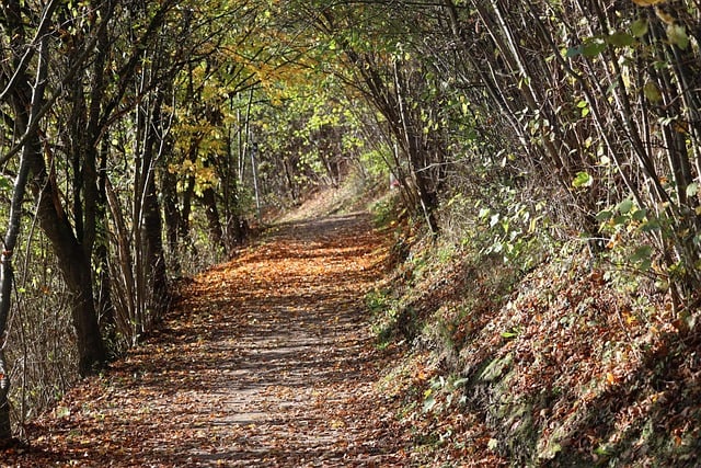 Free download path forest fall nature leaves free picture to be edited with GIMP free online image editor