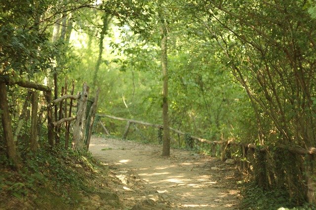 Free picture Path Forest Nature -  to be edited by GIMP free image editor by OffiDocs
