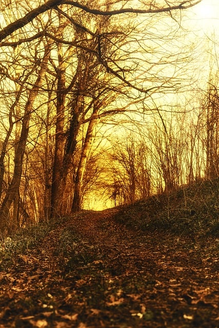 免费下载路径森林树木风景自然免费图片使用 GIMP 免费在线图像编辑器进行编辑