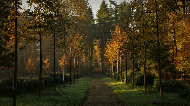 Free download path forest trees trail free picture to be edited with GIMP free online image editor
