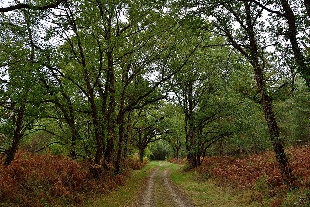 무료 다운로드 Path Green Trees - 무료 사진 또는 김프 온라인 이미지 편집기로 편집할 수 있는 사진