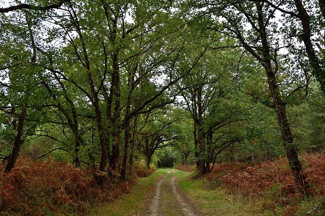 Download grátis Path Green Trees - foto ou imagem gratuita para ser editada com o editor de imagens online do GIMP