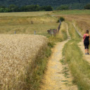 path in the middle of the field  screen for extension Chrome web store in OffiDocs Chromium