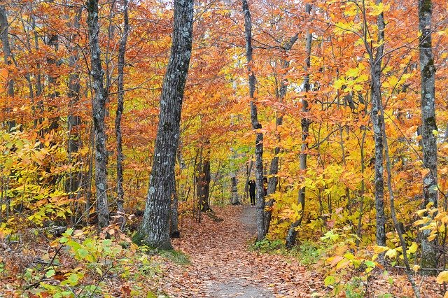 Free download Path Leaves Autumn -  free photo or picture to be edited with GIMP online image editor
