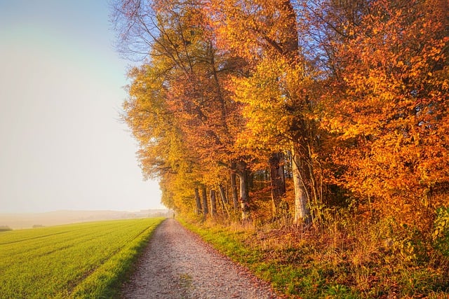 免费下载路径树木秋天草地秋天免费图片使用 GIMP 免费在线图像编辑器进行编辑