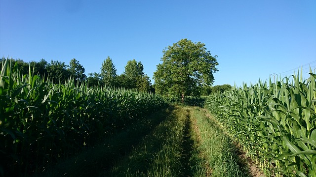 Free download path trees field agriculture green free picture to be edited with GIMP free online image editor