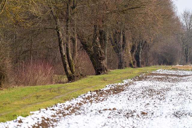 Free download path trees field snow nature free picture to be edited with GIMP free online image editor