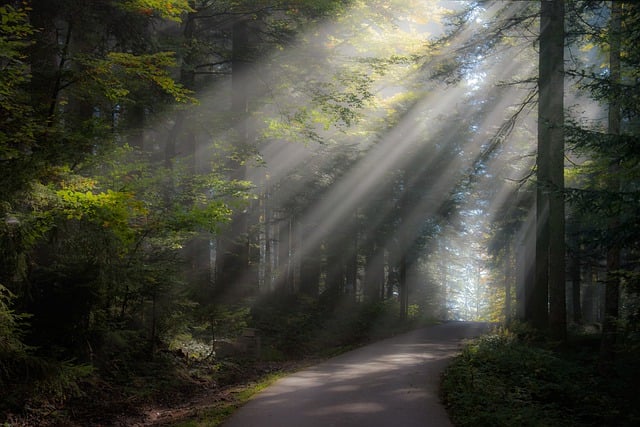 Free download path trees sunbeams forest nature free picture to be edited with GIMP free online image editor