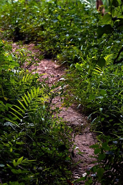 Free download pathway foliage plants trail bush free picture to be edited with GIMP free online image editor