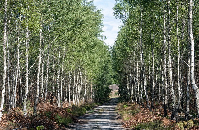 Free download path way forest birch nature free picture to be edited with GIMP free online image editor