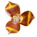 Pattaya Thaïlande RSS  screen for extension Chrome web store in OffiDocs Chromium