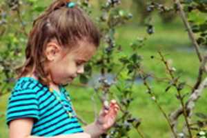Free download Pattys Patch Blue Berry Picking 2017 free photo or picture to be edited with GIMP online image editor