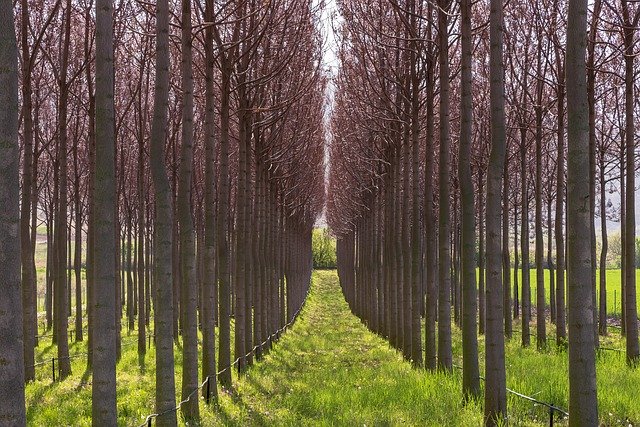 Безкоштовно завантажити Symetry Tree Paulownia - безкоштовне фото або зображення для редагування в онлайн-редакторі зображень GIMP