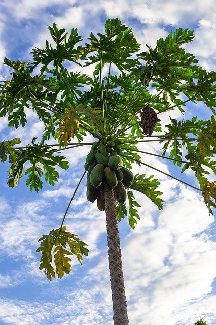 Libreng download Pawpaw Tree Fruits - libreng larawan o larawan na ie-edit gamit ang GIMP online na editor ng imahe