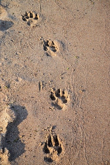 Безкоштовно завантажте Paw Print Dog - безкоштовну фотографію чи зображення для редагування за допомогою онлайн-редактора зображень GIMP