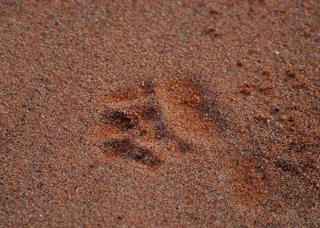 Free download Paw Print Lion Tracks -  free free photo or picture to be edited with GIMP online image editor