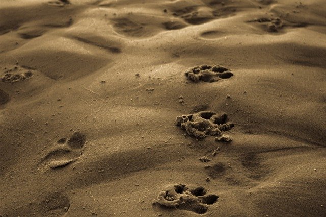 Gratis download Paw Print Sandy Beach Puppy - gratis foto of afbeelding om te bewerken met GIMP online afbeeldingseditor