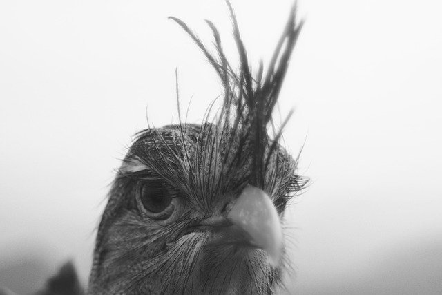Téléchargement gratuit pb oiseau nature animal plumage image gratuite à éditer avec l'éditeur d'images en ligne gratuit GIMP