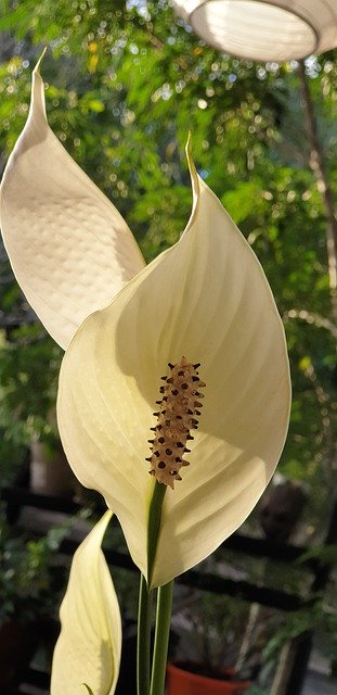 Muat turun percuma Peace Lily Lilly White - foto atau gambar percuma untuk diedit dengan editor imej dalam talian GIMP