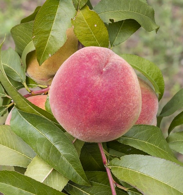 Free download Peach Autumn Rack Fruit -  free photo or picture to be edited with GIMP online image editor