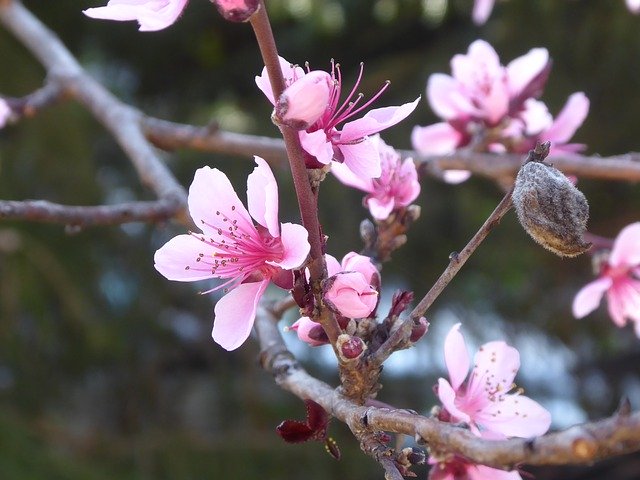 Free download Peach Blossom Bloom -  free photo or picture to be edited with GIMP online image editor