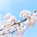 Peach blossom branches  screen for extension Chrome web store in OffiDocs Chromium