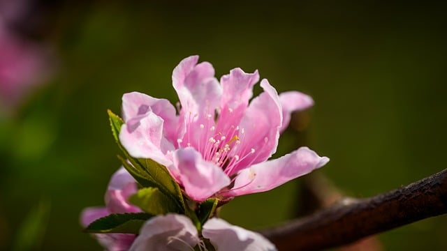 Free download peach blossom flowers petal pink free picture to be edited with GIMP free online image editor
