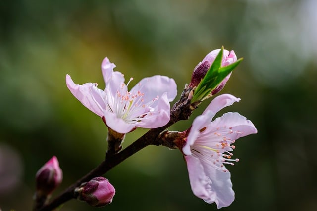 Free download peach blossom flowers petal stamen free picture to be edited with GIMP free online image editor