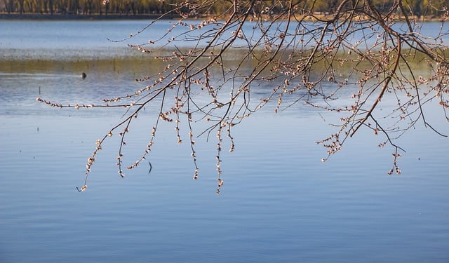 Free download peach blossom flowers plant branch free picture to be edited with GIMP free online image editor