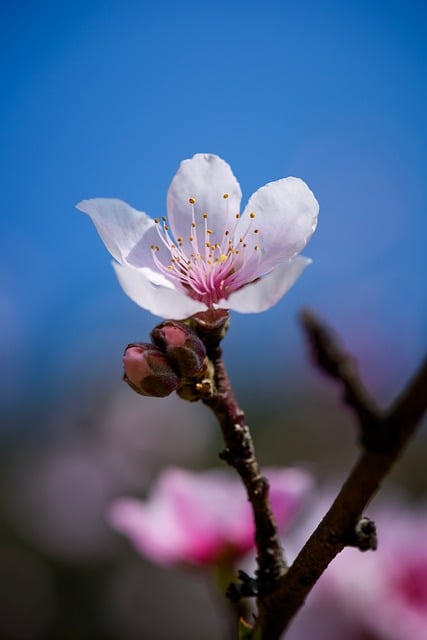 Free download peach blossom flowers stamen petal free picture to be edited with GIMP free online image editor