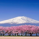 Peach blossom forest wallpaper  screen for extension Chrome web store in OffiDocs Chromium