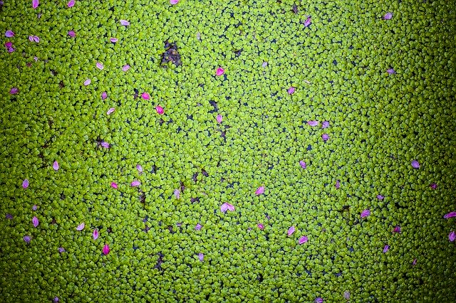 Free download Peach Blossom Green Tree -  free photo or picture to be edited with GIMP online image editor