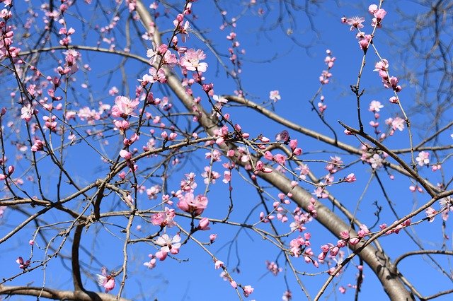 Unduh gratis Peach Blossom Natural The Scenery - foto atau gambar gratis untuk diedit dengan editor gambar online GIMP