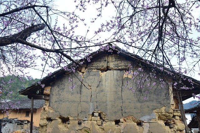 Free download Peach Blossom Old House -  free photo or picture to be edited with GIMP online image editor