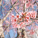 Peach blossoms bloom during Tet  screen for extension Chrome web store in OffiDocs Chromium