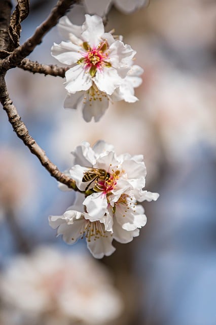 Free download peach blossoms cherry blossoms free picture to be edited with GIMP free online image editor