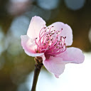 Peach blossoms fade  screen for extension Chrome web store in OffiDocs Chromium