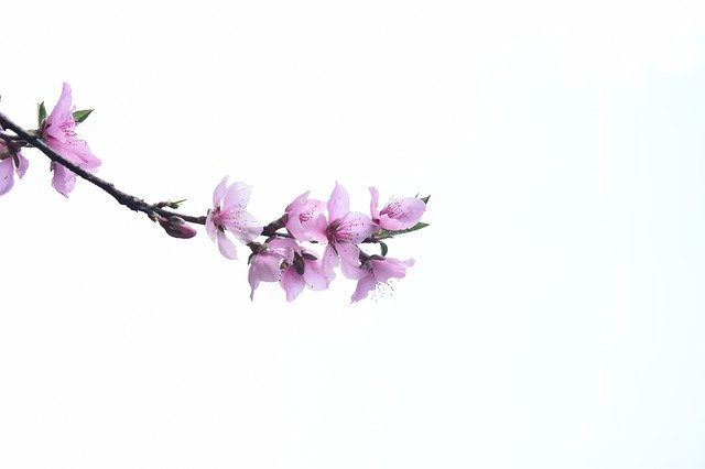 Gratis download Peach Blossom Sky White - gratis foto of afbeelding om te bewerken met GIMP online afbeeldingseditor