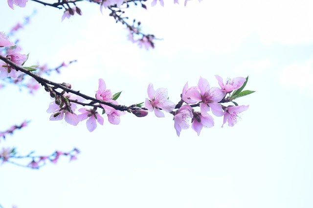 Unduh gratis Peach Blossom Views - foto atau gambar gratis untuk diedit dengan editor gambar online GIMP