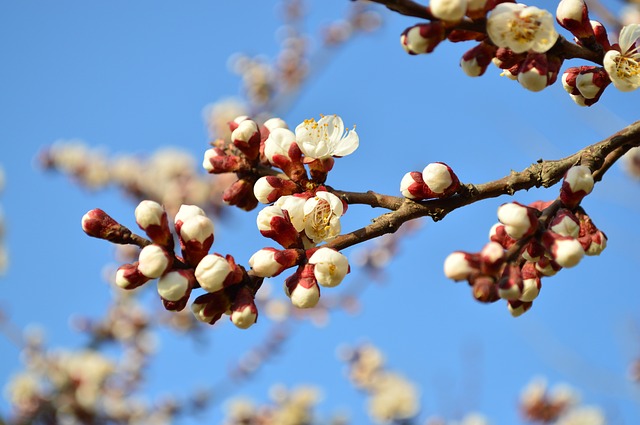 Free download peach blossom xi an spring bloom free picture to be edited with GIMP free online image editor