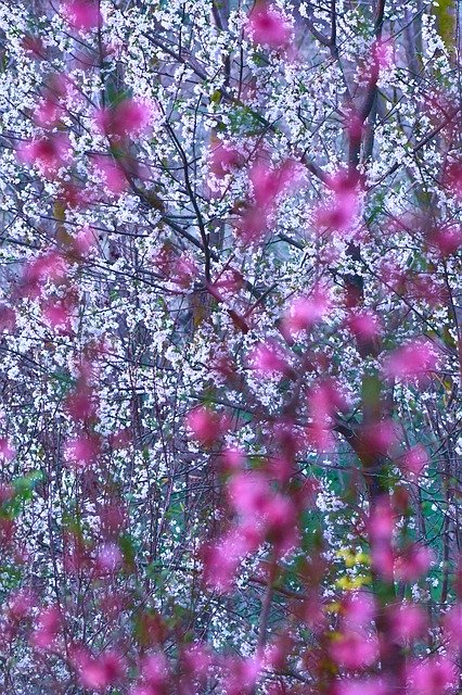 دانلود رایگان بهار شکوفه هلو - عکس یا تصویر رایگان قابل ویرایش با ویرایشگر تصویر آنلاین GIMP