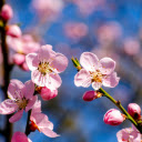Peaches bloom  screen for extension Chrome web store in OffiDocs Chromium