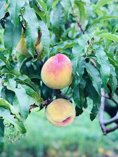 Free download Peaches Farm Fruit -  free photo or picture to be edited with GIMP online image editor