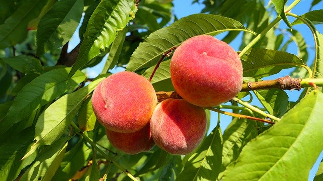 Gratis download Peaches Fruit Summer - gratis foto of afbeelding om te bewerken met GIMP online afbeeldingseditor