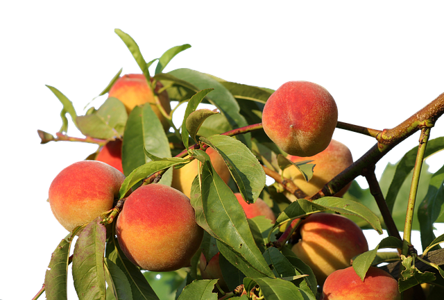 Free download Peaches Isolated Fruit -  free photo or picture to be edited with GIMP online image editor