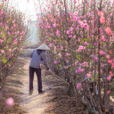 peach tree care  screen for extension Chrome web store in OffiDocs Chromium