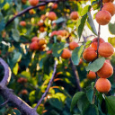 Peach Tree Forest in the Morning Sun  screen for extension Chrome web store in OffiDocs Chromium